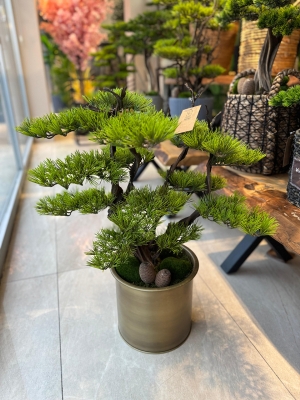 Saksıda Bonsai