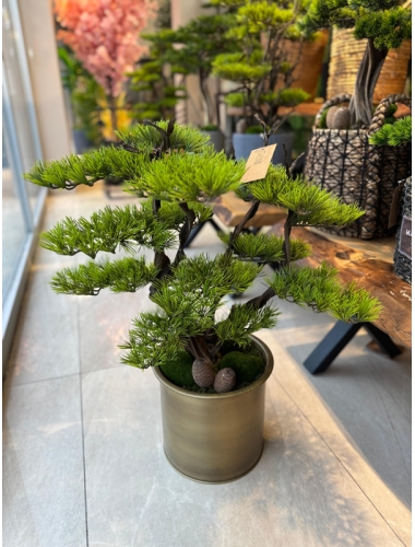 Saksıda Bonsai