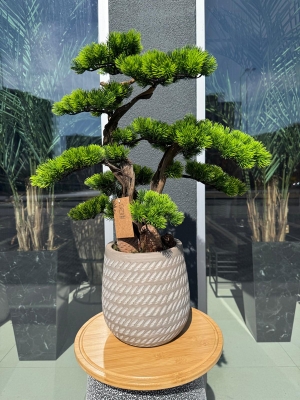 Beton Saksıda Bonsai