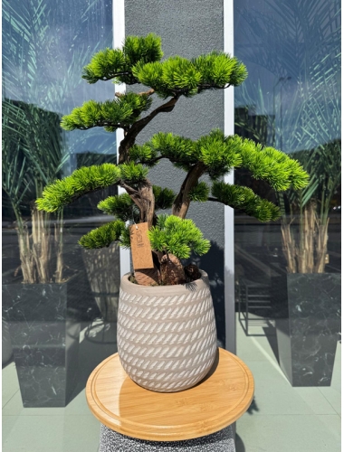 Beton Saksıda Bonsai