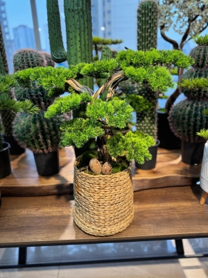 Sepette Bonsai