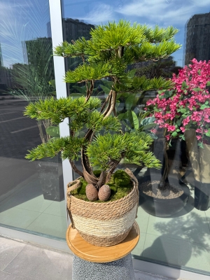 Sepet Bonsai