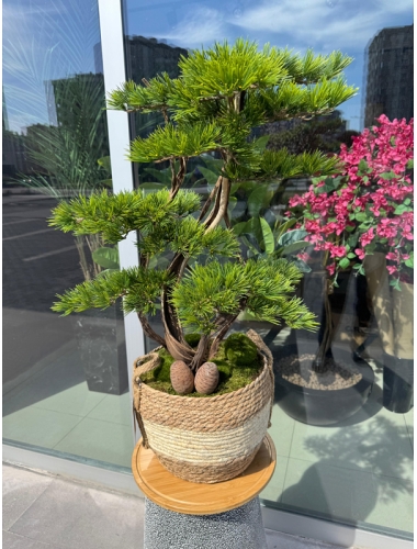 Sepet Bonsai