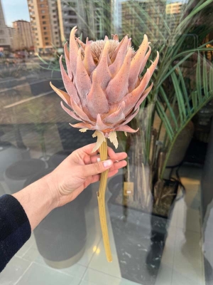 Yapay Bitki-Protea Tek Dal (Kahverengi 60 cm)