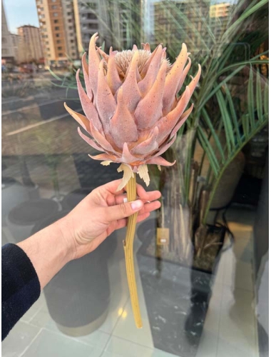 Yapay Bitki-Protea Tek Dal (Kahverengi 60 cm)