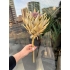 Yapay Bitki-Protea Tek Dal (Yeşil 60 cm) 