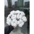 Pamuk Demeti (Cotton)10'lu