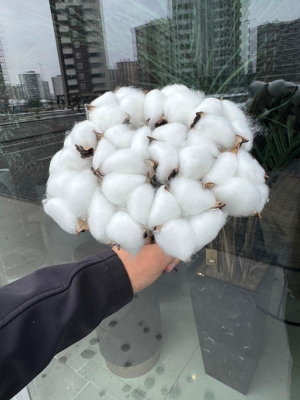 Pamuk Demeti (Cotton)10'lu