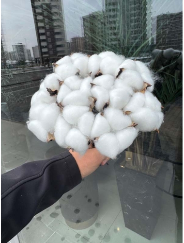 Pamuk Demeti (Cotton)10'lu